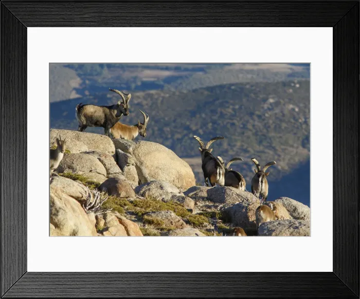 Framed Print : Picture No. 12019598 Framed Print : Picture No. 12019598