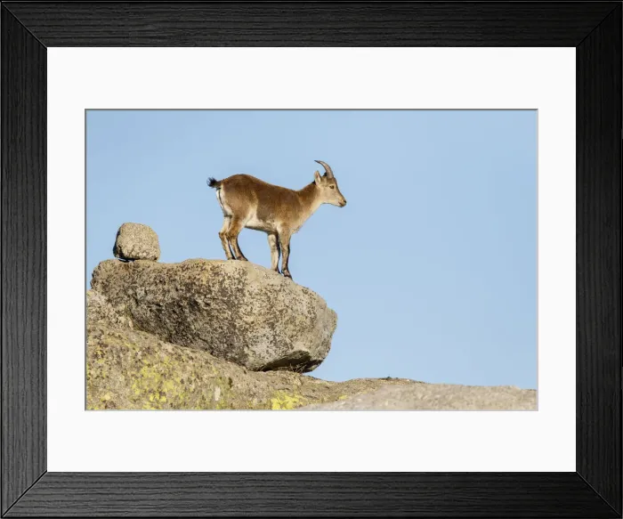 Framed Print : Picture No. 12019599 Framed Print : Picture No. 12019599