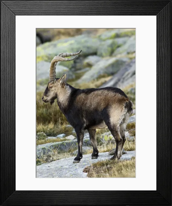 Framed Print : Picture No. 12019600 Framed Print : Picture No. 12019600