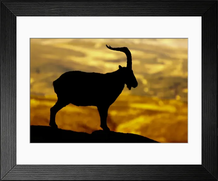 Framed Print : Picture No. 12019601 Framed Print : Picture No. 12019601