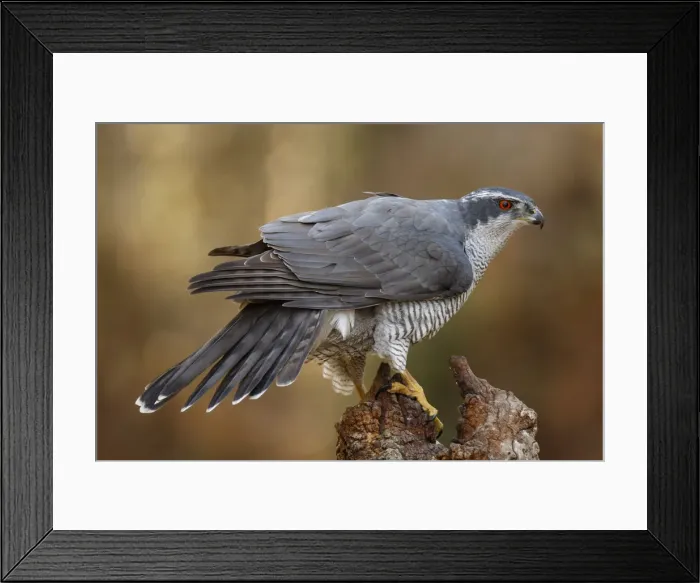 Framed Print : Picture No. 12019823 Framed Print : Picture No. 12019823