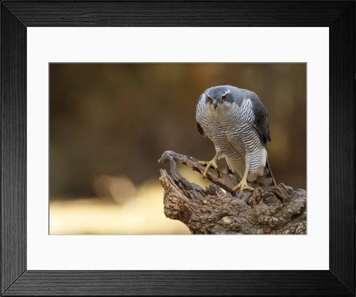 Framed Print : Picture No. 12019824 Framed Print : Picture No. 12019824