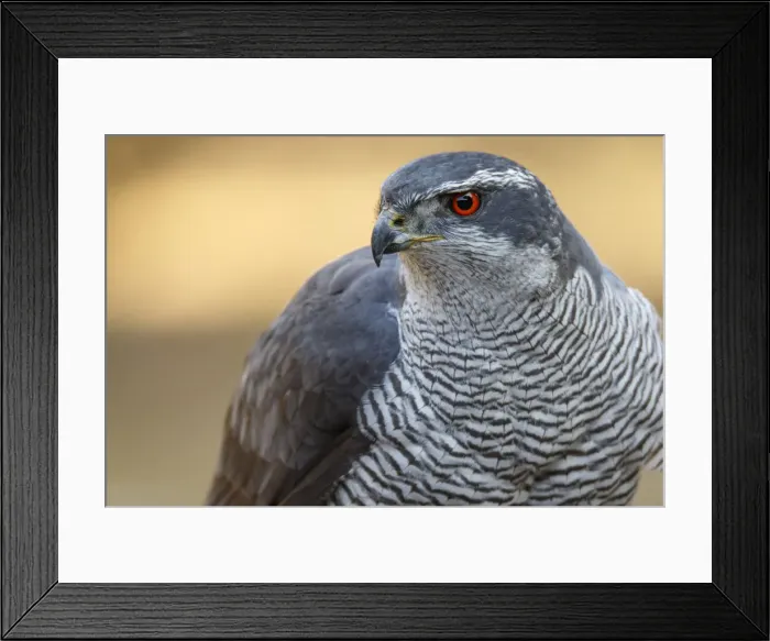 Framed Print : Picture No. 12019825 Framed Print : Picture No. 12019825