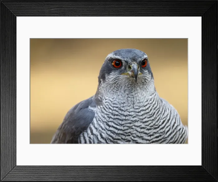 Framed Print : Picture No. 12019826 Framed Print : Picture No. 12019826