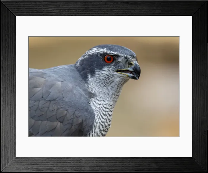 Framed Print : Picture No. 12019827 Framed Print : Picture No. 12019827