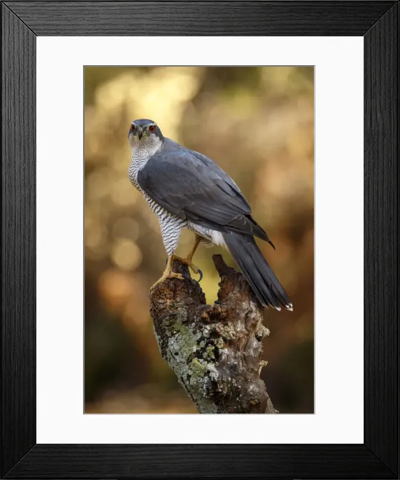 Framed Print : Picture No. 12019828 Framed Print : Picture No. 12019828