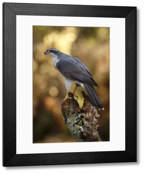 Framed Print : Picture No. 12019829 Framed Print : Picture No. 12019829