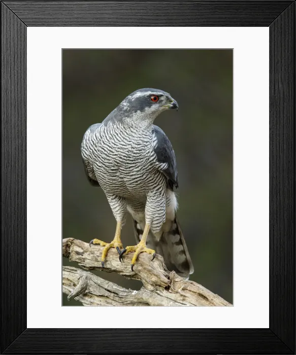 Framed Print : Picture No. 12019830 Framed Print : Picture No. 12019830