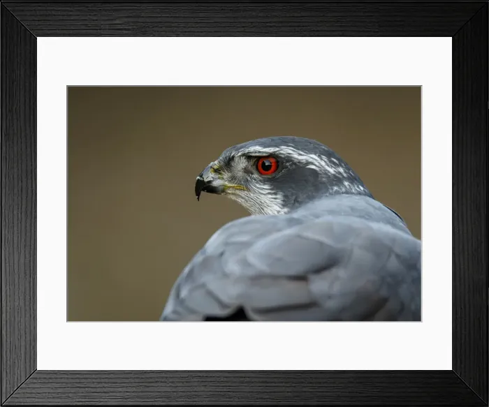 Framed Print : Picture No. 12019831 Framed Print : Picture No. 12019831