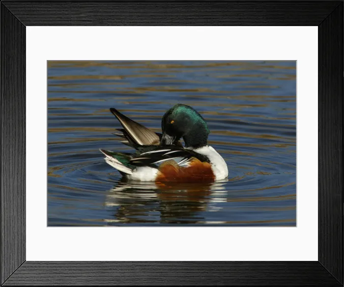 Framed Print : Picture No. 12019833 Framed Print : Picture No. 12019833