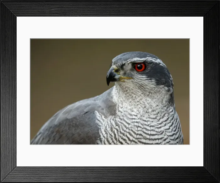 Framed Print : Picture No. 12019832 Framed Print : Picture No. 12019832