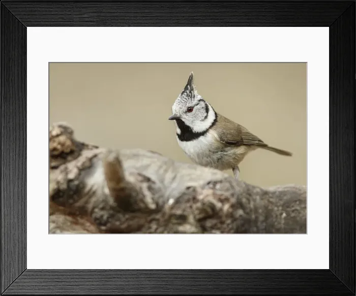 Framed Print : Picture No. 12019835 Framed Print : Picture No. 12019835