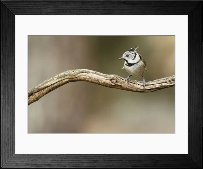 Framed Print : Picture No. 12019836 Framed Print : Picture No. 12019836