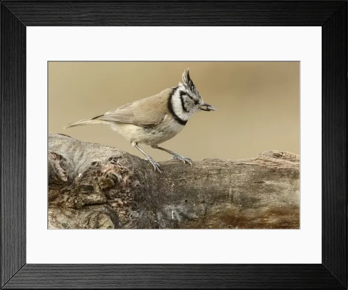 Framed Print : Picture No. 12019837