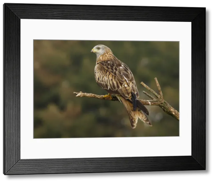 Framed Print : Picture No. 12019838 Framed Print : Picture No. 12019838