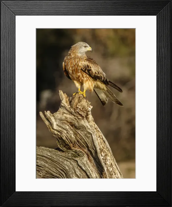 Framed Print : Picture No. 12019840 Framed Print : Picture No. 12019840
