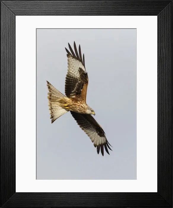 Framed Print : Picture No. 12019841 Framed Print : Picture No. 12019841