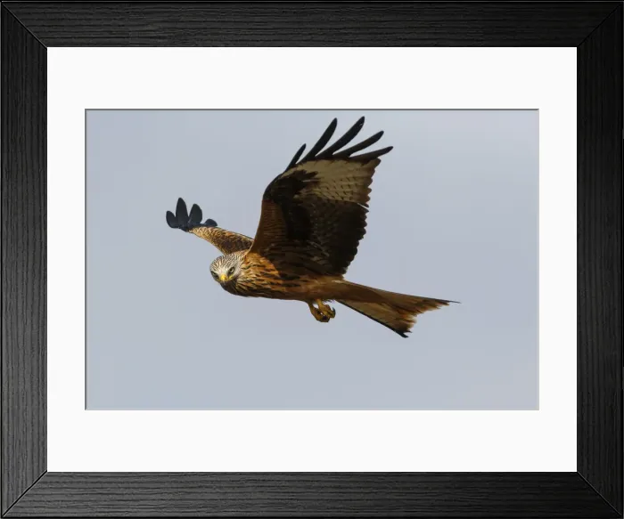 Framed Print : Picture No. 12019842 Framed Print : Picture No. 12019842