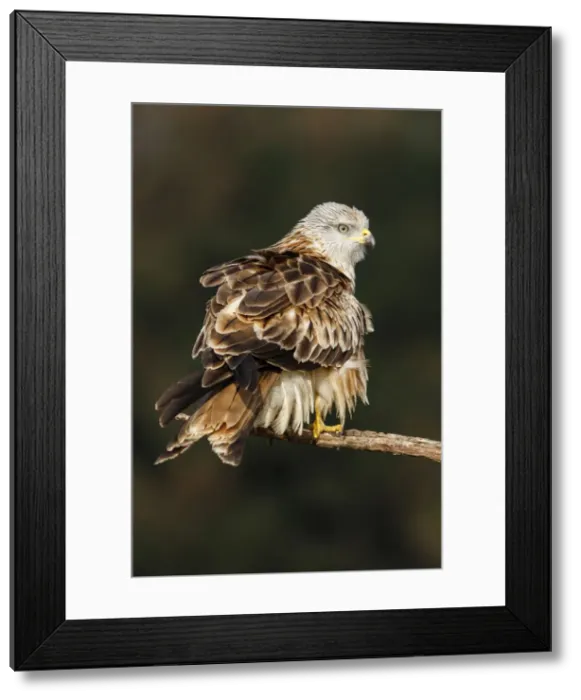 Framed Print : Picture No. 12019844 Framed Print : Picture No. 12019844