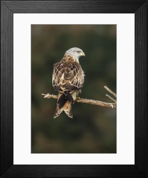 Framed Print : Picture No. 12019845 Framed Print : Picture No. 12019845