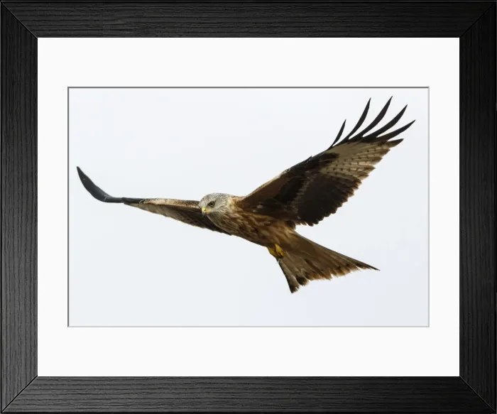 Framed Print : Picture No. 12019846 Framed Print : Picture No. 12019846
