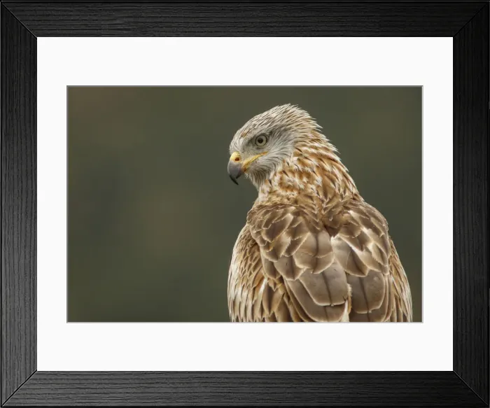 Framed Print : Picture No. 12019848 Framed Print : Picture No. 12019848