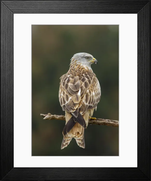 Framed Print : Picture No. 12019847 Framed Print : Picture No. 12019847