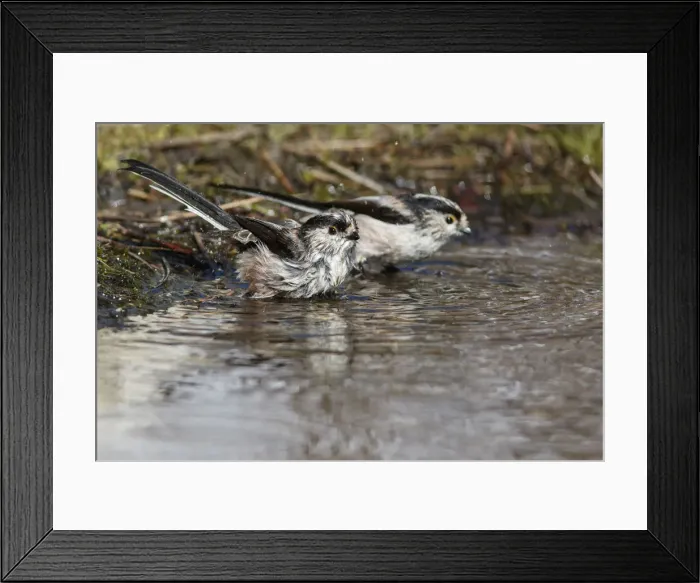 Framed Print : Picture No. 12019850
