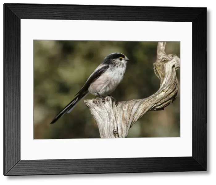 Framed Print : Picture No. 12019849 Framed Print : Picture No. 12019849
