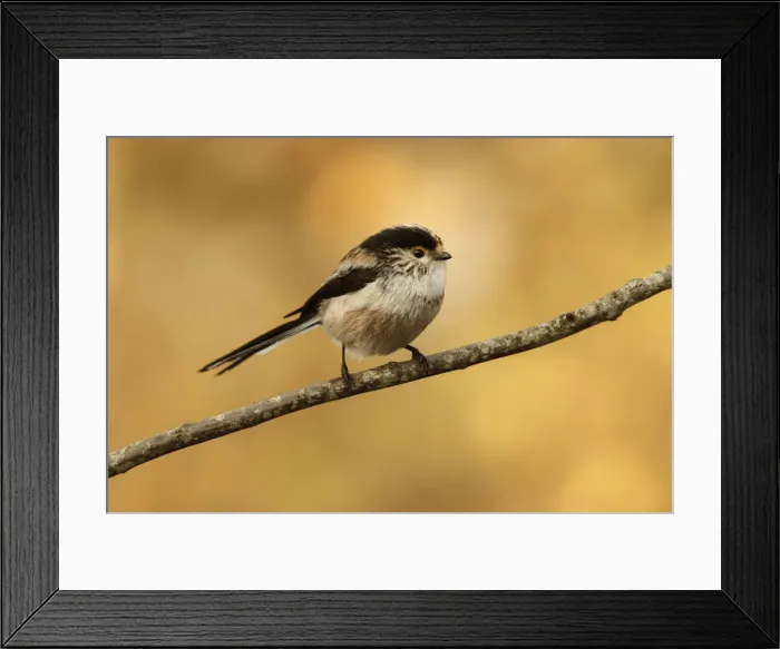 Framed Print : Picture No. 12019853 Framed Print : Picture No. 12019853