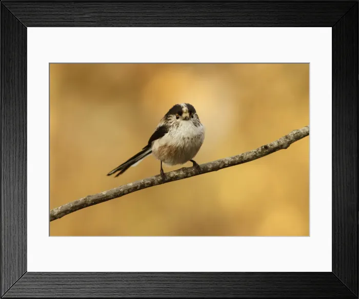Framed Print : Picture No. 12019854 Framed Print : Picture No. 12019854