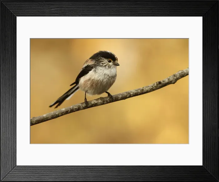 Framed Print : Picture No. 12019855 Framed Print : Picture No. 12019855