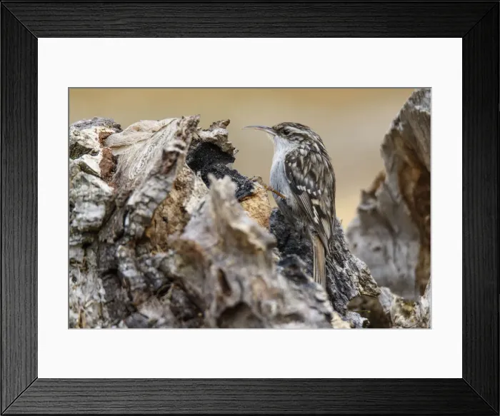 Framed Print : Picture No. 12019856 Framed Print : Picture No. 12019856