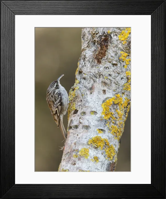 Framed Print : Picture No. 12019857 Framed Print : Picture No. 12019857