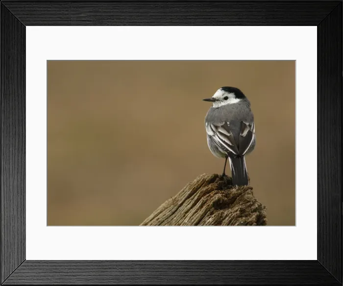 Framed Print : Picture No. 12019858 Framed Print : Picture No. 12019858