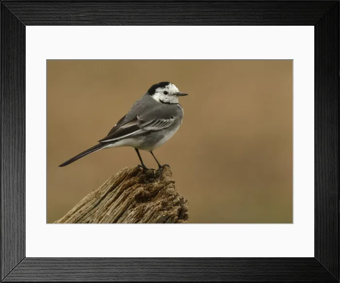 Framed Print : Picture No. 12019859 Framed Print : Picture No. 12019859