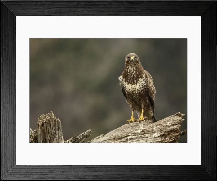 Framed Print : Picture No. 12019860 Framed Print : Picture No. 12019860