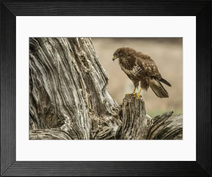 Framed Print : Picture No. 12019861 Framed Print : Picture No. 12019861