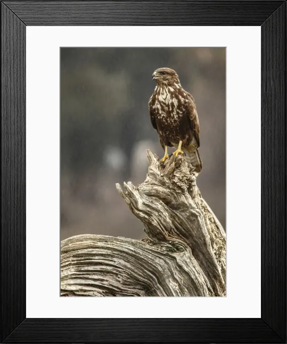 Framed Print : Picture No. 12019862 Framed Print : Picture No. 12019862