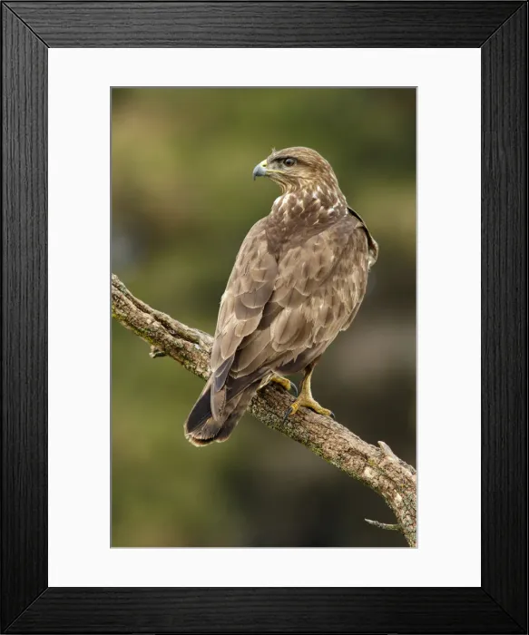 Framed Print : Picture No. 12019863 Framed Print : Picture No. 12019863
