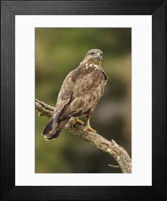 Framed Print : Picture No. 12019864 Framed Print : Picture No. 12019864