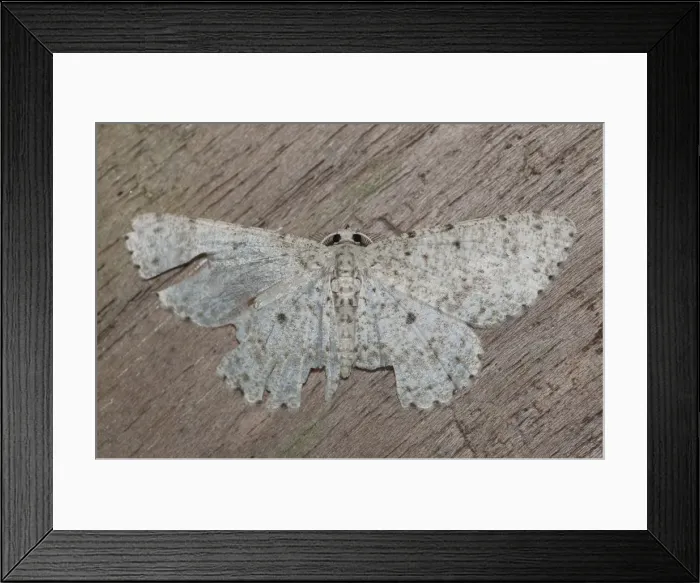 Framed Print : Picture No. 12019758 Framed Print : Picture No. 12019758