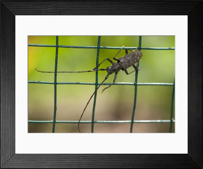 Framed Print : Picture No. 12019759 Framed Print : Picture No. 12019759