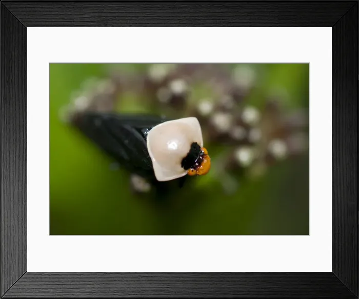 Framed Print : Picture No. 12019760 Framed Print : Picture No. 12019760