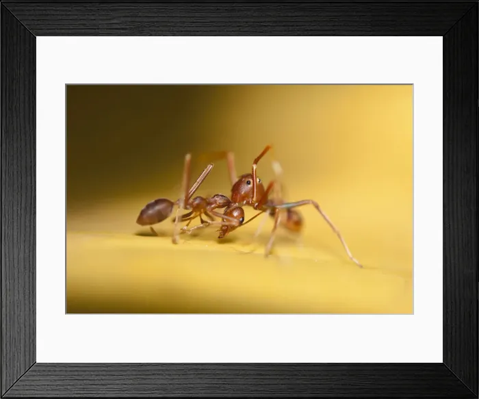 Framed Print : Picture No. 12019761 Framed Print : Picture No. 12019761
