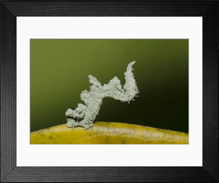 Framed Print : Picture No. 12019762 Framed Print : Picture No. 12019762