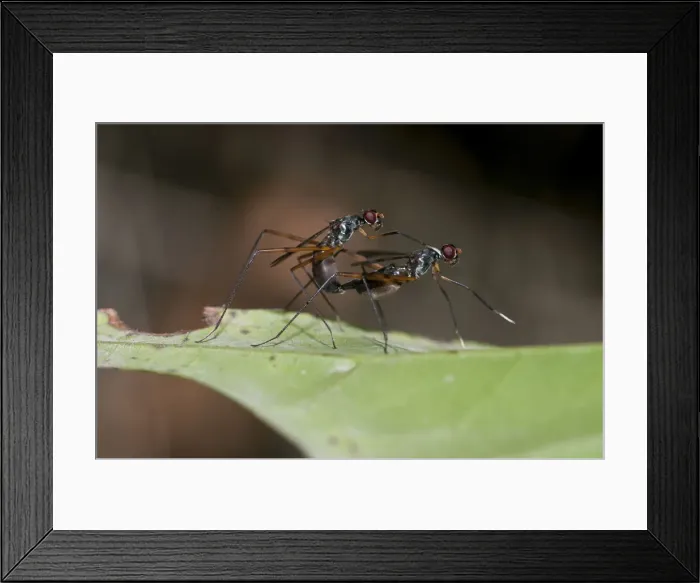 Framed Print : Picture No. 12019764 Framed Print : Picture No. 12019764