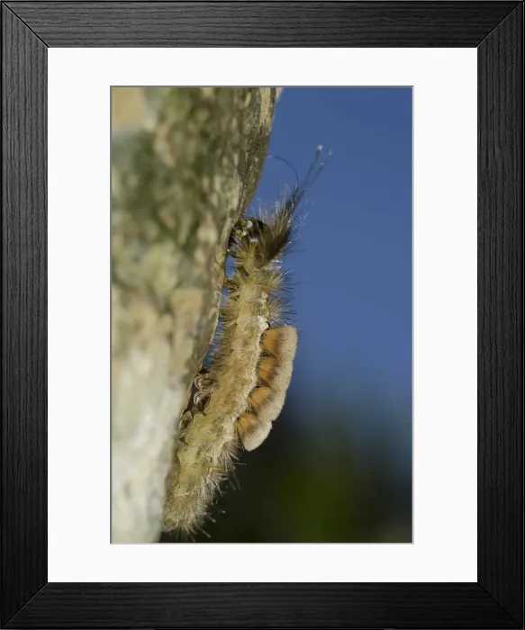Framed Print : Picture No. 12019763 Framed Print : Picture No. 12019763