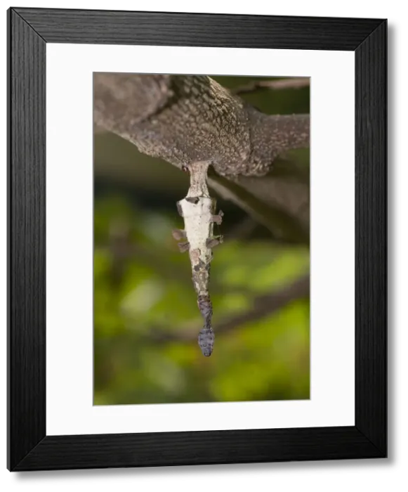Framed Print : Picture No. 12019765 Framed Print : Picture No. 12019765