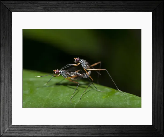 Framed Print : Picture No. 12019766 Framed Print : Picture No. 12019766